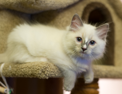 ragdoll kitten